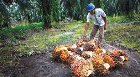 PPKS Targetkan Jual 22 Juta Benih Sawit