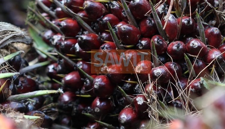 BPDP Sawit Targetkan Dana Pungutan Rp 11 Triliun