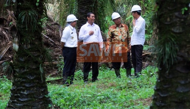 Perkebunan Kelapa Sawit Berfungsi Hutan