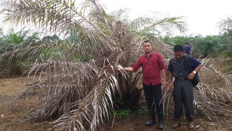 WASPADAI SERANGAN GANODERMA DI MUSIM HUJAN Penyusun : R & D PT Mitra Sukses Agrindo (2017)