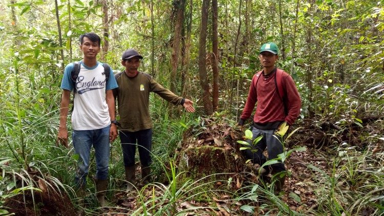Perkebunan Kelapa Sawit Di Lahan Gambut