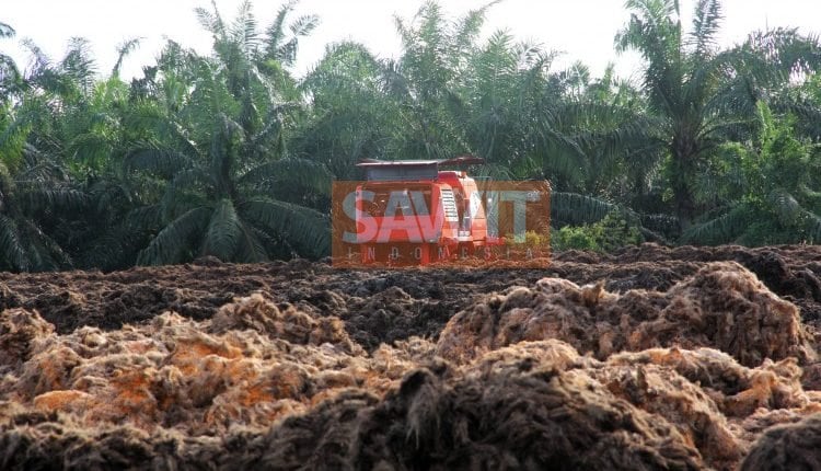 Perkebunan Bagian Solusi Dari Masalah Pangan, Energi, Ekonomi, Dan Lingkungan Global (Bagian Ke II, Selesai)