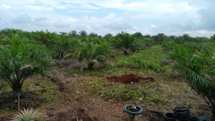 Perkebunan Kelapa Sawit Bukan Penyebab Utama Global Warning