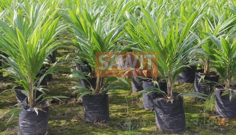 Kebun Sawit Bukan Pemicu Berkurangnya Hutan Di Kalimantan