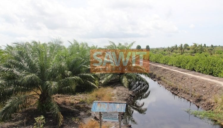 Perkebunan Kelapa Sawit Indonesia Secara Netto Merupakan Suatau Reforestasi.