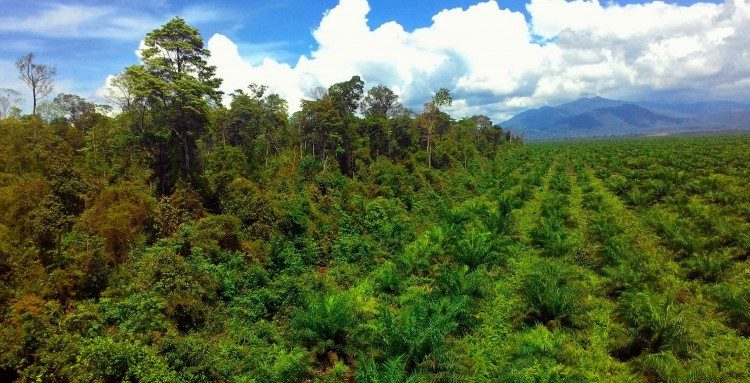 Perkebunan Kelapa Sawit Dan Isu Lingkungan (Bagian I)