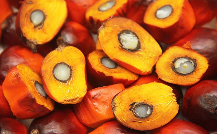 Sawit Diperkirakan Penyumbang Devisa Terbesar Hingga 10 Tahun Lagi