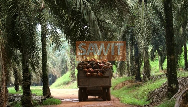 Merawat Sawit Menjadi Penyelamat Ekonomi