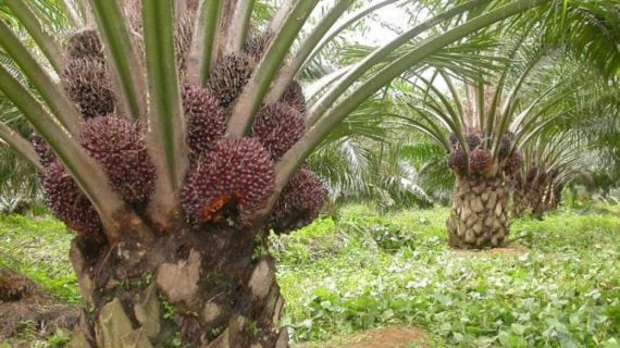 Pasar Benih Sawit Tumbuh Subur