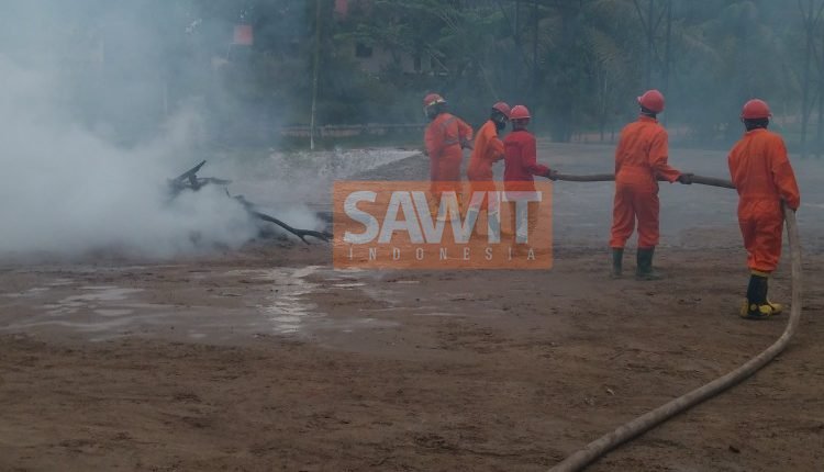 Proses Perkebunan Kelapa Sawit