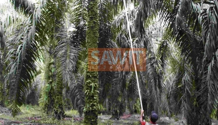 Perkebunan Kelapa Sawit Produsen Oksigen Yang Baik