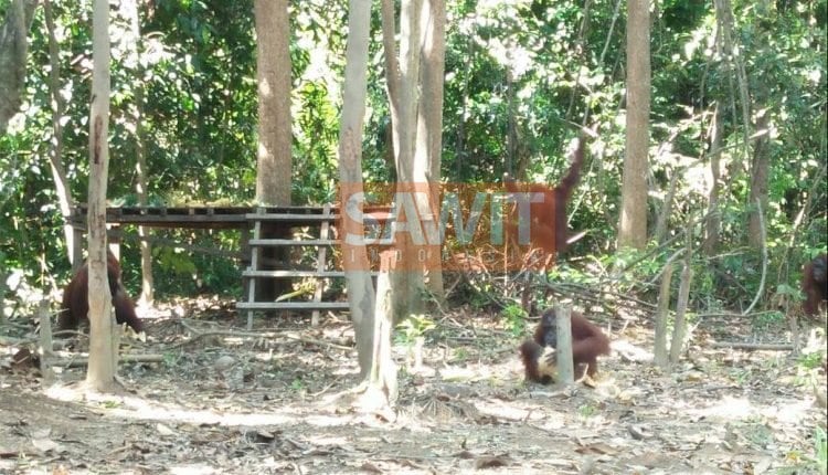 Pulau Kalimantan Sebagai Salah Satu Daerah Penggembangan Perkebunan Kelapa Sawit Menjaga Biodiversity Asli (Selesai)