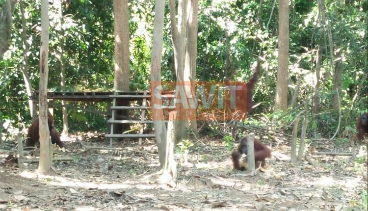 Perkebunan Kelapa Sawit Melindungi Satwa Liar (Bagian I)