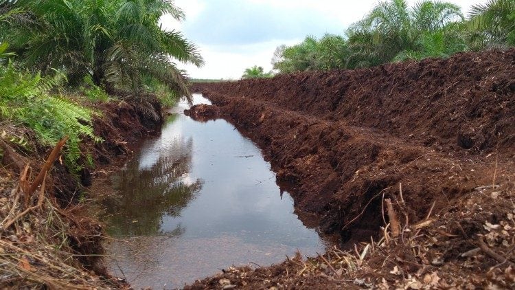 Tata Kelola Perkebunan Kelapa Sawit Di Lahan Gambut Diatur Undang-Undang