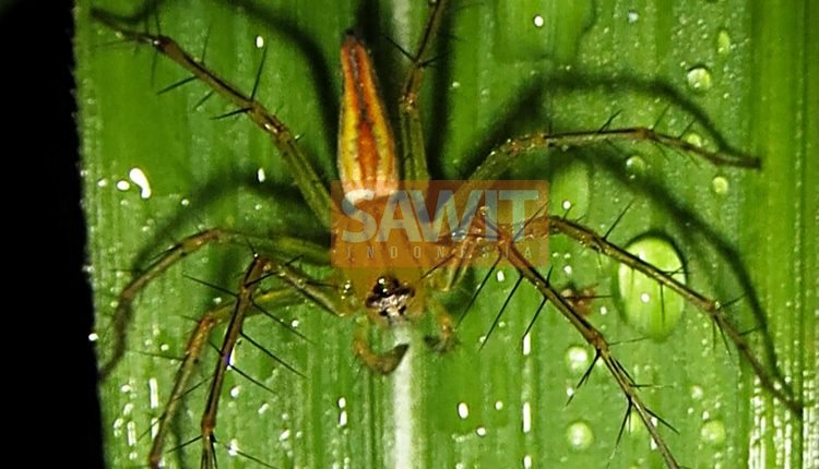 Penanaman Dan Pengendalian Hama Kelapa Sawit