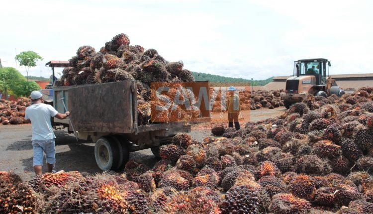 Perkebunan Kelapa Sawit Penghasil Biofuel Yang Berkelanjutan
