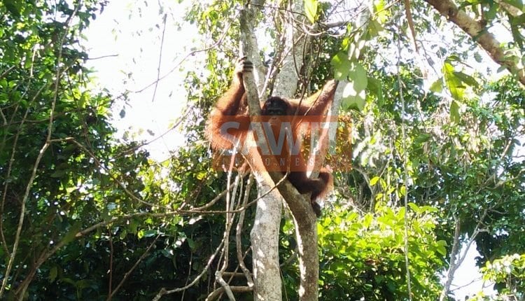 Perkebunan Kelapa Sawit Melindungi Satwa Liar (Bagian II)