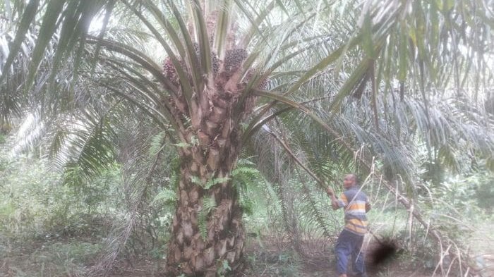 Hanya Jadi Buruh di Perkebunan Sawit, Pria Asal Babel Ini Raup Rp 5 Juta Per Bulan