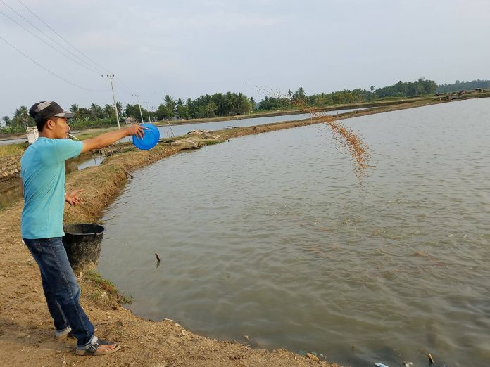 KKP Kembangkan Pakan Ikan dari Limbah Sawit