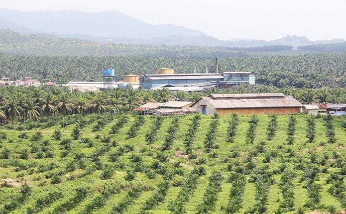 Cuaca Normal Produksi CPO Diperkirakan Naik Up