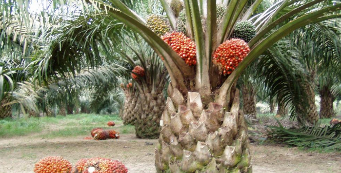 Indonesia Siap Serang Balik
