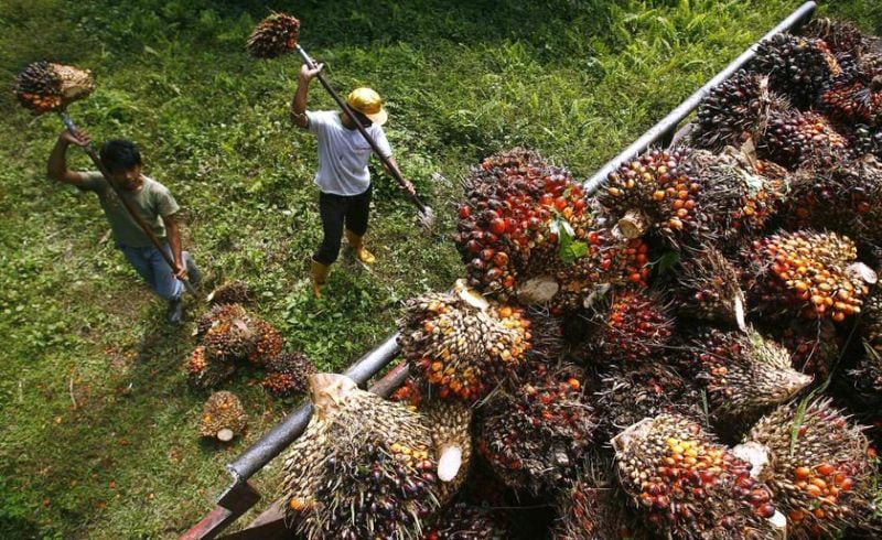 China Setujui Tingkatkan Impor Sawit dari Indonesia