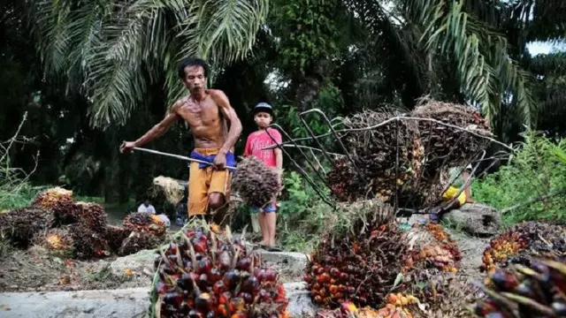 Pengusaha Sawit Minta India Turunkan Bea Masuk CPO