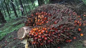 Pelarangan Sawit Harus Jelas