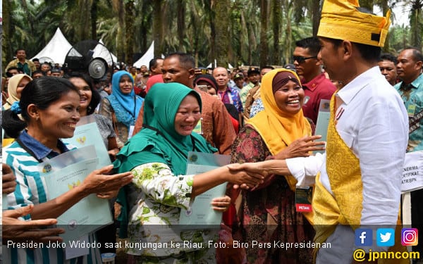 Jokowi Minta Peremajaan Sawit di Riau Segera Diselesaikan