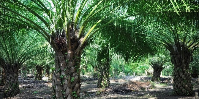 Legalisasi Lahan Mutlak untuk Percepat Replanting Sawit