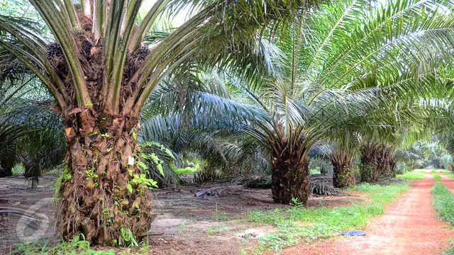 Mau Bangun Pabrik Minyak Goreng, Holding PTPN III Cari Dana Rp 16 Triliun