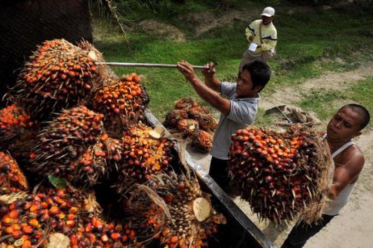 Soal Impor Sawit ke Uni Eropa, Jokowi Bentuk Satuan Tugas
