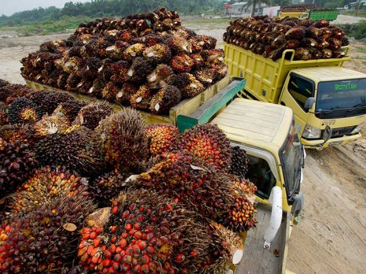 RI Harapkan Dukungan Belanda soal sawit