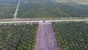Pasar Sawit Afrika bakal Gantikan Eropa
