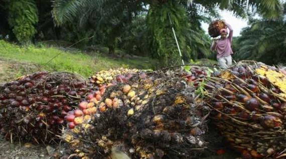 Produksi Kelapa Sawit Berkelanjutan