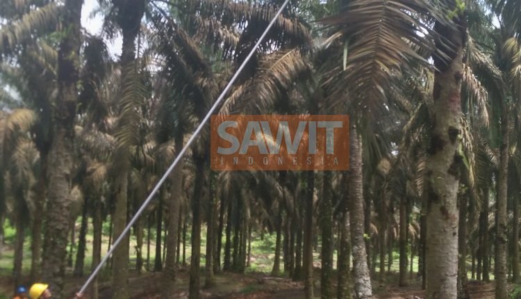 Hadapi Libur Lebaran, Perusahaan Sawit Berbagi Tips Cegah Produksi Anjlok