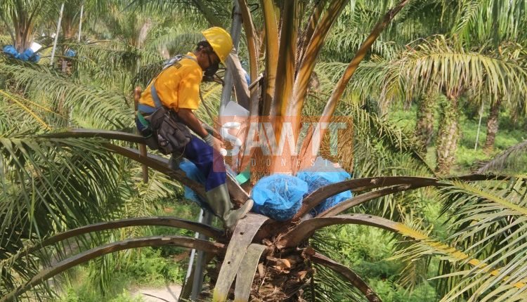 Kebijakan Nasional dalam Industri Sawit Menuju Ekonomi Indonesia pada Urutan 10 Besar Dunia
