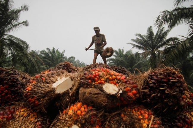 Pasar Sawit Afrika bakal Gantikan Eropa