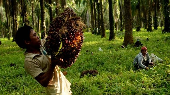Jadi Penyumbang Terbesar Devisa Negara, Gapki Kalbar Lawan Kampanye Hitam Sawit