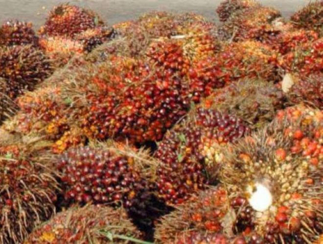 RI Berpotensi Kuasai Pasar Afrika