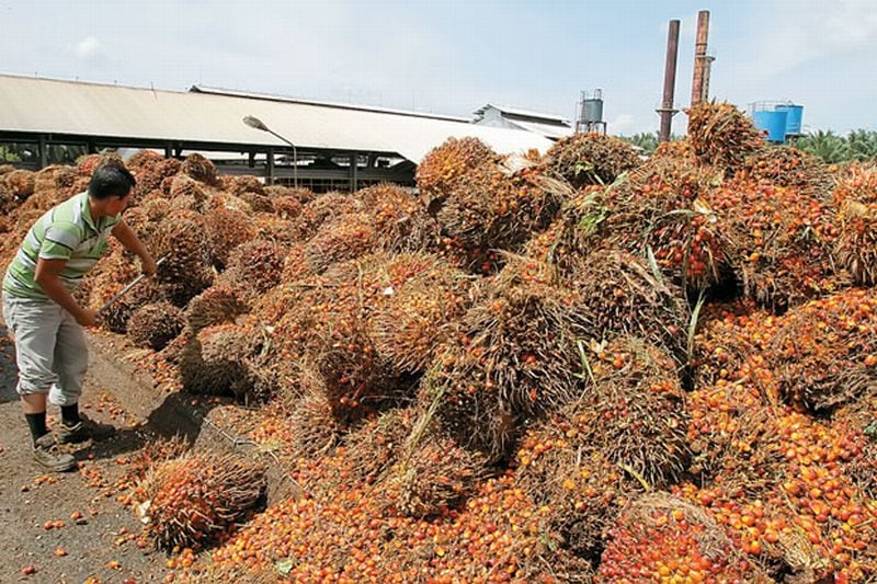 Industri Hilir Sawit Tumbuh Positif