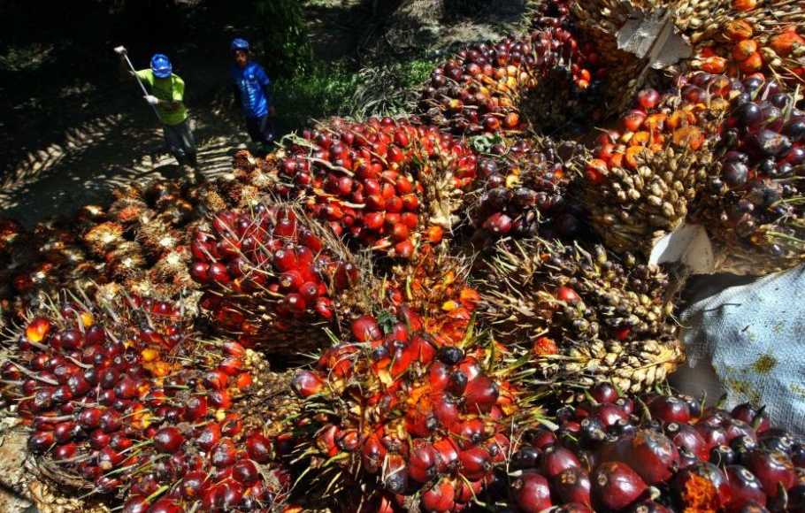 Rl-India Kembangkan Industri Sawit Berkelanjutan