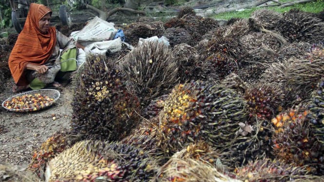 Dorong Ekspor Minyak Goreng, Iuran BPDP Sawit Diusulkan Turun