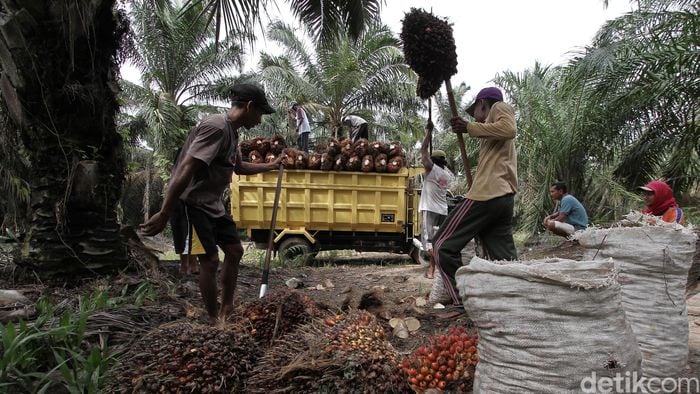 Pemerintah akan ke PBB Bicara Pentingnya Sawit Kurangi Kemiskinan