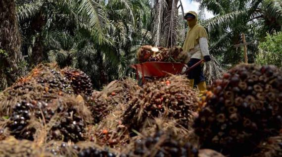 Harga Berfluktuasi, “Bulog-nya” Sawit Dibutuhkan