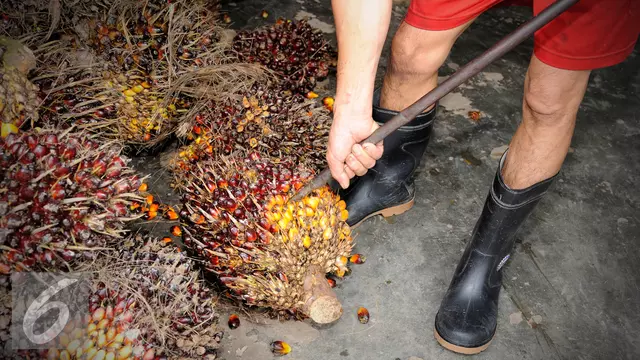 Menteri BUMN Harap Pembangkit Listrik Pakai Bahan Bakar Sawit di Papua
