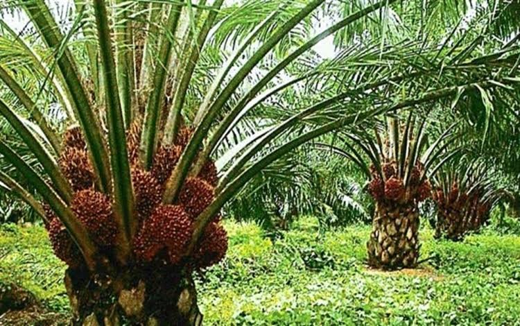 Pemerintah Harus Tuntaskan Persoalan Legalitas Sawit Rakyat