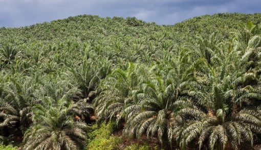 Pengusaha Pastikan Industri Kelapa Sawit Pacu Perekonomian