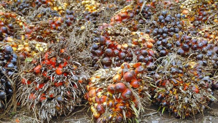 Mendag Ingin Pesawat Pakai Bioavtur, Pengusaha: Bisa Tapi Masih Lama