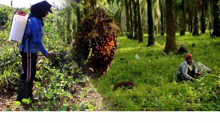 Eksistensi Sawit Masih Jadi Unggulan, Petani Paparkan Persoalan Ini